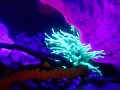 Anemone in UV Light